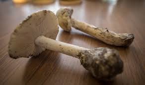 Check spelling or type a new query. Sequencing Poisonous Mushrooms To Potentially Create Medicine Msutoday Michigan State University