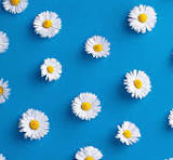 100+] Cute Blue Iphone Wallpapers | Wallpapers.com