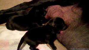 Maybe you would like to learn more about one of these? Akc Black Lab Puppies Price 400 For Sale In Geneva Alabama Best Pets Online