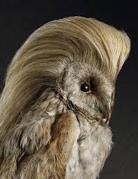 Bird With Spiky Hair Coiffure Le Bird By Souverein Bad Taxidermy Harry Potter Owl