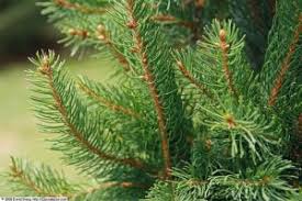 Maybe you would like to learn more about one of these? Fastigiated Norway Spruce Picea Abies Cupressina Country Mile Gardens