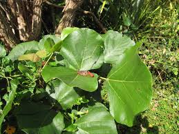 Image result for Erythrina abyssinica