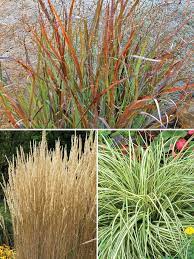 Maybe you would like to learn more about one of these? Ornamental Grass Collection Bluestone Perennials