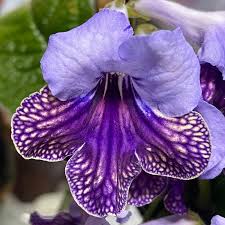 Image result for Streptocarpus eylesii