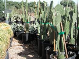Fiber can stop the release of the starvation hormone ghrelin. Cactus Area Elgin Nursery Tree Farm Phoenix Az