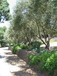 Each area has its characteristic vegetation, but there is also a good deal of overlap among regions. Top Drought Tolerant Plants For California