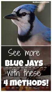 Birds That Start With Blue Attract Blue Jays With These 4 Simple Strategies 2020 Bird Watching Hq Backyard Birds Feeders Blue Jay Bird Blue Jays