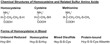 Image result for Homocysteine
