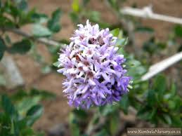 Image result for Ehretia rigida