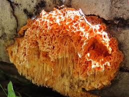 Image result for Pycnoporellus alboluteus