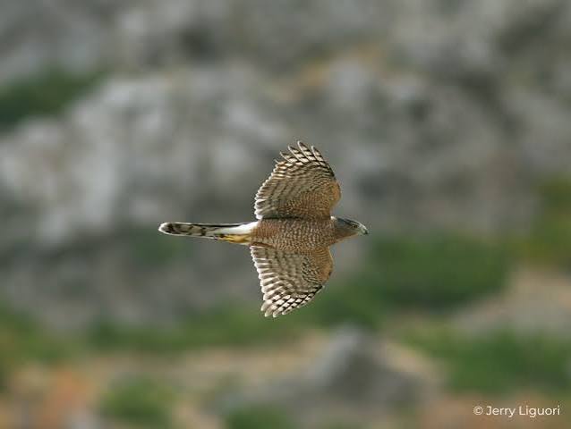 Cooper's Hawk Fact Sheet – HawkWatch International