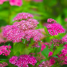 Image result for Spiraea