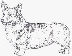 For download this free coloring page with full size, select images and right click on the mouse and 8x10 faithful friend (pembroke welsh corgi) print of original oil painting printed with archival inks on heavy weight water color paper free. Corgi Coloring Page Corgi Art Pembroke Welsh Corgi Corgi Artwork
