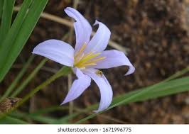 Image result for Xerophyta wentzeliana