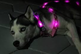 Dog E Glow Led Dog Collars Leashes And Harnesses Lighted Dog Collars Leashes And Harnesses Dog Collar Light Dog Leads Dog Leads Leash