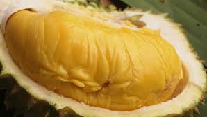 Ini masuk akal mengingat dibutuhkan setidaknya 10 tahun bagi tanaman. Tidak Ingin Tertipu Ini Ciri Ciri Durian Musang King Inovasi Agro