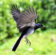 Birds In My Area Now 