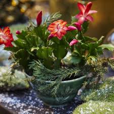 Thanksgiving cactus has defined points unlike christmas and easter cacti which are more rounded. How To Care For Christmas Cactus Indoors Christmas Cactus Plant Care Tips