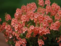Image result for Diascia