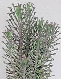 Kalanchoe Bryophyllum Tubiflora Mother Of Thousands Chandelier House Plant Garden Outdoor Plants Plant Wall Patio Plants