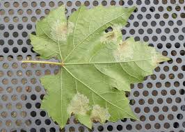 Image result for peronospora grapevine