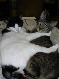 The animal hospital's services include wellness and routine examinations. Healthy Pets Animal Hospital Veterinarians 5195 Fontaine Blvd Fountain Co Phone Number Yelp