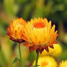 Image result for Helichrysum africanum