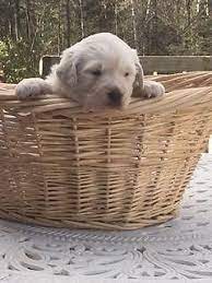 100 English Cream Golden Female Retriever Puppies For Sale In Appleton Wisconsin Classified Americanlisted Com
