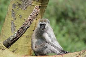Wikipedia is een online encyclopedie die ernaar streeft inhoud te bieden die vrij herbruikbaar, objectief en verifieerbaar is. Thailand Says Monkey Labour Almost Non Existent After Uk Shop Ban Science Environment