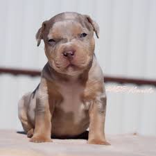 Black American Bully Xl Price Heaven Of Msb Kennels Lilac Merle Tri American Bully Xl American Pitbull Puppies Animals Funny Cats Baby Dogs