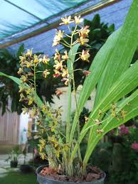 Image result for Graphorkis