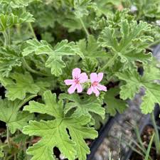Image result for Pelargonium graveolens