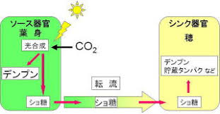 収量向上を目指した分子生理学的研究 東京大学作物学研究室