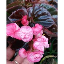 1000 gambar bunga begonia paling baru gambar id. Tanaman Hias Bunga Begonia Mawar Pink Tumpuk Shopee Indonesia