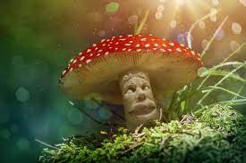 Magic Mushrooms The New Cure For Addiction Ptsd Anxiety Sober College