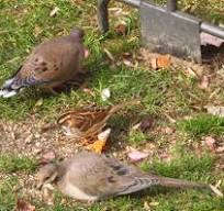 Mourning Dove Without Tail Feathers - FeederWatch