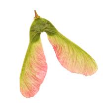 But maple seeds are also a tasty and nutritious snack.1 x research source while raw seeds may taste slightly bitter, cooked seeds have a sweet flavor. Are Maple Seeds Edible Learn About Eating Seeds From Maple Trees