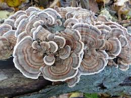 Turkey Tail Identify Via Pictures Habitat Season Spore