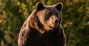 Washington's favorite car wash for over 60 years! Liechtenstein Royal Accused Of Killing Bears In Romania Insider Voice