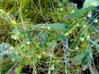 Image result for Cuscuta approximata