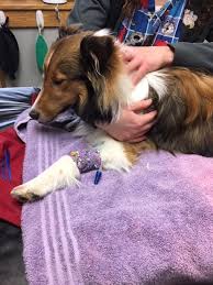 Veterinary urgent care rochester ny. Emergency And Critical Care Veterinarian In Pittsford New York Canfield Vet Dog Cat Hospital
