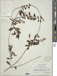 Image result for Tinnea rhodesiana