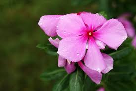Maybe you would like to learn more about one of these? Le 5 Piante Estive Che Non Puoi Non Coltivare Sul Tuo Balcone Ohga