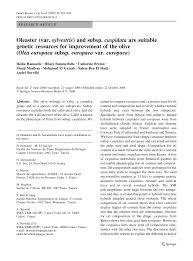 Pdf Oleaster Var Sylvestris And Subsp Cuspidata Are Suitable Genetic Resources For Improvement Of The Olive Olea Europaea Subsp Europaea Var Europaea