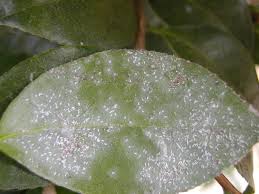We did not find results for: Camellias Southern Charm With A Long History East Texas Gardening