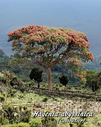 Image result for Hagenia abyssinica