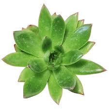 Echeveria Agavoides Christmas Echeveria Succulents Colorful Succulents