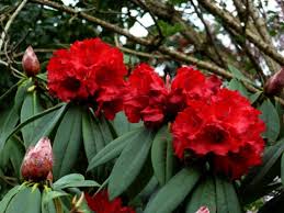 Rhododendron Taurus Season Plants Plants Rhododendron