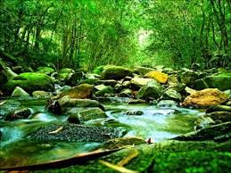 Reiki The Ancient Art Of Healing Aurio Corra Luz Sagrada Wmv 3 Bell Reiki Music Reiki Forest Wallpaper