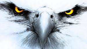 Here you can find the best eagle wallpapers uploaded by our community. American Eagle Wallpaper Desktop Background